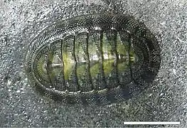 Radsia barnesii