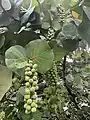 Raisinier bord de mer (vine tatahi).