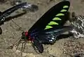 Troides brookiana albescens (Perak, Malaisie)