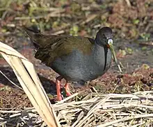 Râle à bec ensanglanté (Pardirrallus sanguinolentus)