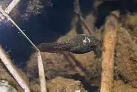 Dans l'eau.