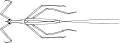 Ranatra chinensis, espèce orientale, dessin