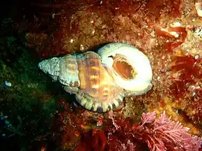 Ranella australasia (Ranellidae).