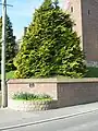 L'« arbre de la paix ».