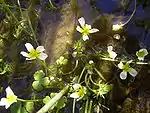 Fleurs