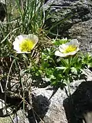 Renoncule des glaciers(Ranunculus glacialis).