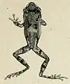 Représentation d'un Raorchestes parvulus par George Albert Boulenger, en 1893.