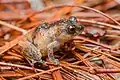 Raorchestes parvulus femelle