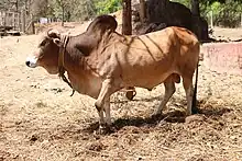 Photo couleur d'un taureau brun clair à pattes plus claires dans la cour d'une ferme.