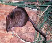 Un petit rongeur gris-brun aux yeux noirs, vu du haut