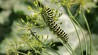 Chenille de Machaon sur une tige d'aneth.