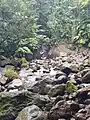 Ravine Bois-blanc
