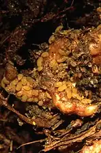 Larves de phylloxéra vivant sur des racines.