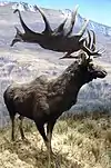 Cerf géant