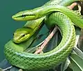 Serpents ratiers des mangroves