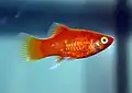 Platy corail