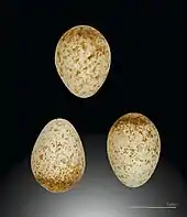 Photographie de trois œufs blancs tachetés de brun présentés sur un fond neutre. Une indication d'échelle permet de constater que chaque œuf mesure environ 1 cm sur 1,5 cm.