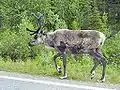 Caribou.