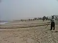Remontée du xalavar à l'aide des treuils des tracteurs. Les pêcheurs guident le filet à l'aide de bâtons.