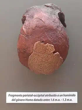 Image illustrative de l’article Homme d'Orce