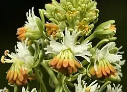 Fleurs.