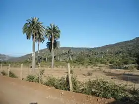 Chépica