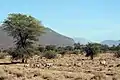 Paysage de la Réserve nationale de Samburu