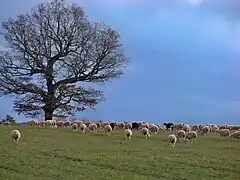Troupeau ovin près de Revest-du-Bion.