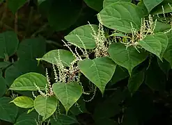 Reynoutria japonica