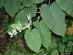 Reynoutria sachalinensis