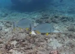 Rhabdosargus sarba