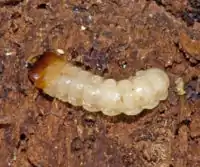 Larve de Rhagium inquisitor.