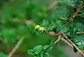Reste de fleur (calice) de Rhaphithamnus venustus