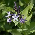 Fleurs de Rhazya orientalis.