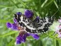 Rheumaptera hastata  (Linnaeus, 1758)