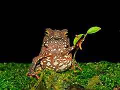 Rhinella hoogmoedi, dans la Reserva Particular do Patrimônio Natural Salto Morato&nbsp;(pt), au Brésil. Mars 2022.