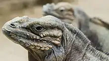 Tête d'un iguane vue de profil, avec un second iguane en arrière plan.