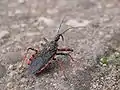 Rhinocoris annulatus (Reduviidae)