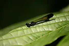 Heliocypha biforata
