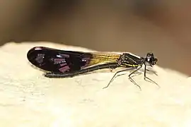 Aristocypha spuria ♂