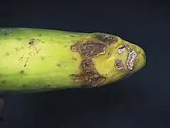 Rhizoctonia solani (Ceratobasidiaceae)