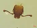 Rhizophagus grandis (tête)