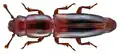 Rhizophagus nitidulus
