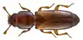 Rhizophagus parvulus