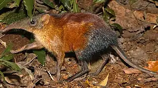 Rhynchocyon udzungwensis (Macroscelidea)