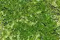 Riccardia palmata