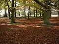 Sous-bois de hêtres, en novembre
