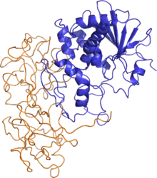 Image illustrative de l’article Ricine
