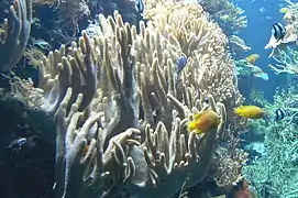 Aquarium à Berlin (Allemagne)