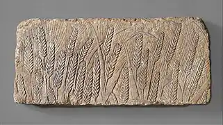 Le champ d'orge mûr.